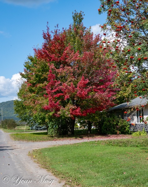 DSC 8871