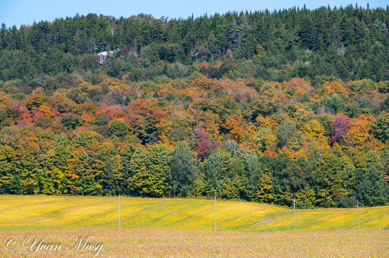 DSC 9155